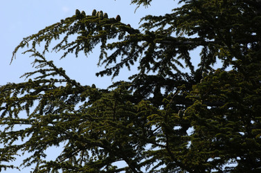 IL PARCO DELLE MADONIE da Polizzi Generosa in Sicilia. Fotografie di Giulio Azzarello &copy;2014.