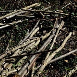 RAMI E ROVI. Fotografie di Giulio Azzarello ©2023. RAMI E ROVI. Fotografie di Giulio Azzarello ©2023.