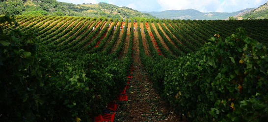 VENDEMMIA di AUTUNNO a S.Cristina Gela in Sicilia. Fotografie di Giulio Azzarello &copy;2016.