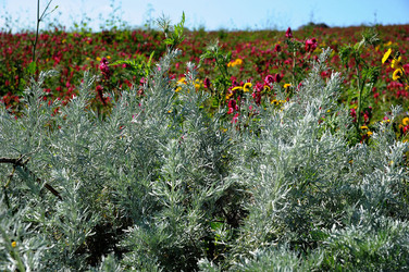PAESAGGIO SICILIANO nel luogo delle macalube in Sicilia. Fotografie di Giulio Azzarello &copy;2014.