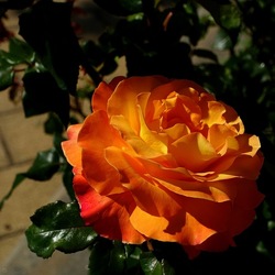 ROSETO. Fotografie di Giulio Azzarello &copy;2022.