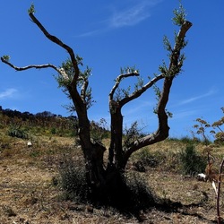 SEGESTA. Fotografie di Giulio Azzarello ©2024. SEGESTA. Fotografie di Giulio Azzarello ©2024.