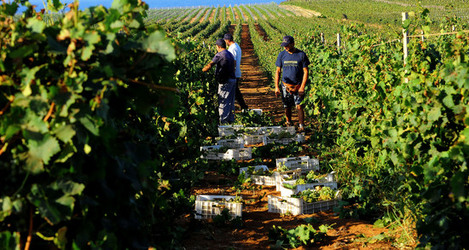 VENDEMMIA a Mazzara del Vallo in Sicilia con i contadini. Fotografie di Giulio Azzarello ©2016. VENDEMMIA a Mazzara del Vallo in Sicilia con i contadini. Fotografie di Giulio Azzarello ©2016.