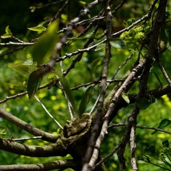 PIANTE. Fotografie di Giulio Azzarello &copy;2022.