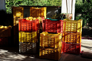 LIMONI di Sicilia coltivati in modo biologico. Fotografie di Giulio Azzarello &copy;2014.