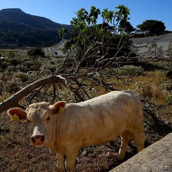 BESTIE. Fotografie di Giulio Azzarello ©2022. BESTIE. Fotografie di Giulio Azzarello ©2022.