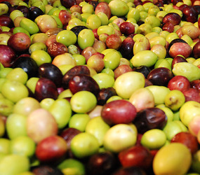 TIPICO FRANTOIO fotografie di Giulio Azzarello ©2014. TIPICO FRANTOIO fotografie di Giulio Azzarello ©2014.