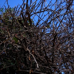 PIANTE. Fotografie di Giulio Azzarello ©2022. PIANTE. Fotografie di Giulio Azzarello ©2022.