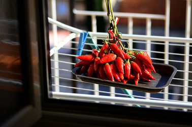 PEPERONCINO fotografie di Giulio Azzarello ©2014. PEPERONCINO fotografie di Giulio Azzarello ©2014.