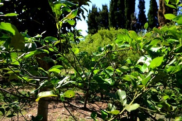 GIARDINO SICILIANO fotografie di Giulio Azzarello ©2021. GIARDINO SICILIANO fotografie di Giulio Azzarello ©2021.