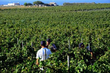 VENDEMMIA a Mazzara del Vallo in Sicilia con i contadini. Fotografie di Giulio Azzarello ©2016. VENDEMMIA a Mazzara del Vallo in Sicilia con i contadini. Fotografie di Giulio Azzarello ©2016.
