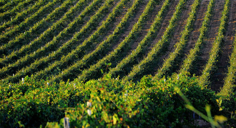 VIGNETO GIOVANE in Sicilia fotografie di Giulio Azzarello &copy;2016.