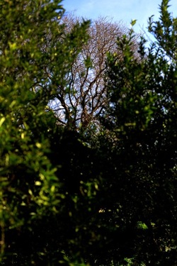 CAMPAGNA fotografie di Giulio Azzarello ©2020.