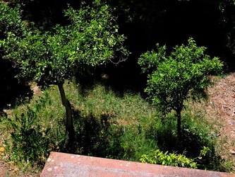 GIARDINO SICILIANO fotografie di Giulio Azzarello ©2021. GIARDINO SICILIANO fotografie di Giulio Azzarello ©2021.