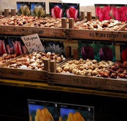 ORTO BOTANICO di PALERMO. Fotografie di Giulio Azzarello ©2019.