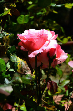 NATURA tipiche rose selvatiche di un giardino siciliano in estate. Fotografie di Giulio Azzarello &copy;2014.