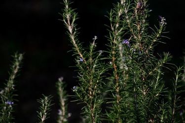 GIARDINO SICILIANO fotografie di Giulio Azzarello &copy;2020.