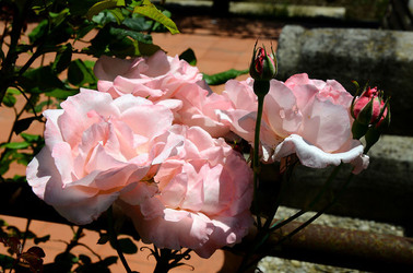 NATURA tipiche rose selvatiche di un giardino siciliano in estate. Fotografie di Giulio Azzarello &copy;2014.