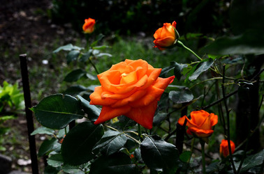 NATURA tipiche rose selvatiche di un giardino siciliano in estate. Fotografie di Giulio Azzarello &copy;2014.