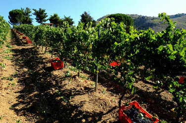 VENDEMMIA a S.Cristina Gela in Sicilia. Fotografie di Giulio Azzarello &copy;2016.