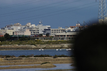 WWF Sicilia le Saline di Trapani. Fotografie di Giulio Azzarello &copy;2014.