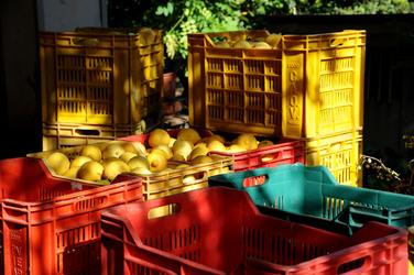 LIMONI di Sicilia coltivati in modo biologico. Fotografie di Giulio Azzarello &copy;2014.