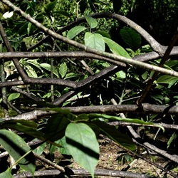 ORTO BOTANICO DI PALERMO. Fotografie di Giulio Azzarello ©2022. ORTO BOTANICO DI PALERMO. Fotografie di Giulio Azzarello ©2022.