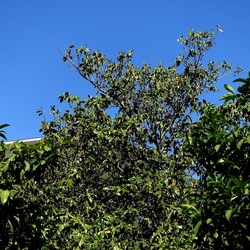 GIARDINO. Fotografie di Giulio Azzarello ©2022.