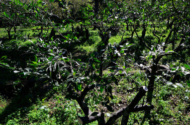 AGRUMETO SICILIANO in autunno. Fotografie di Giulio Azzarello &copy;2014.