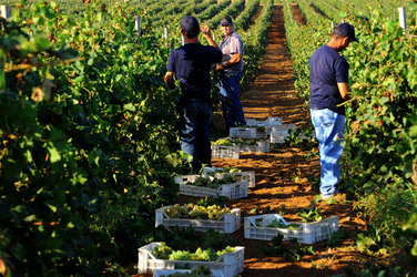 VENDEMMIA a Mazzara del Vallo in Sicilia con i contadini. Fotografie di Giulio Azzarello ©2016. VENDEMMIA a Mazzara del Vallo in Sicilia con i contadini. Fotografie di Giulio Azzarello ©2016.