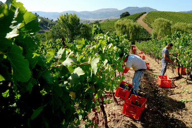 VENDEMMIA a S.Cristina Gela i coltivatori. Fotografie di Giulio Azzarello ©2016. VENDEMMIA a S.Cristina Gela i coltivatori. Fotografie di Giulio Azzarello ©2016.