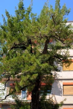 VILLA TRABIA Palermo. Fotografie di Giulio Azzarello ©2018. VILLA TRABIA Palermo. Fotografie di Giulio Azzarello ©2018.