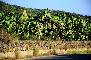 ISOLA DI USTICA la natura. Fotografie di Giulio Azzarello &copy;2016.