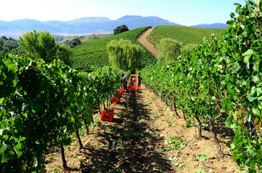 VENDEMMIA a S.Cristina Gela i coltivatori. Fotografie di Giulio Azzarello ©2016. VENDEMMIA a S.Cristina Gela i coltivatori. Fotografie di Giulio Azzarello ©2016.