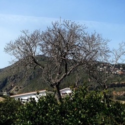 PIANTE. Fotografie di Giulio Azzarello &copy;2022.