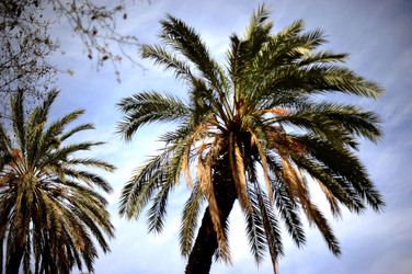VILLA BONANNO a Palermo. Fotografie di Giulio Azzarello &copy;2016.