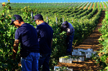 VENDEMMIA a Mazzara del Vallo in Sicilia con i contadini. Fotografie di Giulio Azzarello ©2016. VENDEMMIA a Mazzara del Vallo in Sicilia con i contadini. Fotografie di Giulio Azzarello ©2016.