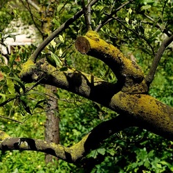 PIANTE. Fotografie di Giulio Azzarello &copy;2022.