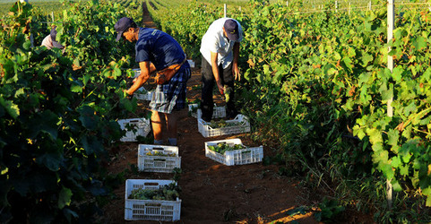 VENDEMMIA a Mazzara del Vallo in Sicilia con i contadini. Fotografie di Giulio Azzarello ©2016. VENDEMMIA a Mazzara del Vallo in Sicilia con i contadini. Fotografie di Giulio Azzarello ©2016.