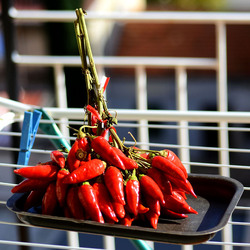 PEPERONCINO fotografie di Giulio Azzarello ©2014. PEPERONCINO fotografie di Giulio Azzarello ©2014.