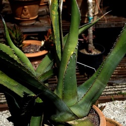 ORTO BOTANICO. Fotografie di Giulio Azzarello &copy;2024.