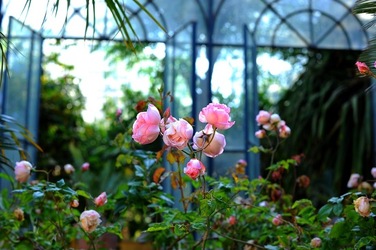 ORTO BOTANICO di Palermo nel maggio 2018. Fotografie di Giulio Azzarello &copy;2018.