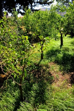 GIARDINO SICILIANO fotografie di Giulio Azzarello ©2021. GIARDINO SICILIANO fotografie di Giulio Azzarello ©2021.