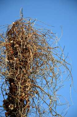 GRANDE NIDO spontaneo in campagna. Fotografie di Giulio Azzarello &copy;2014.