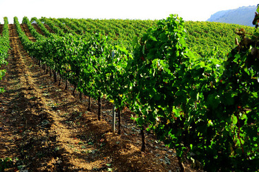 CAMPAGNA SICILIANA. Fotografie di Giulio Azzarello &copy;2016.