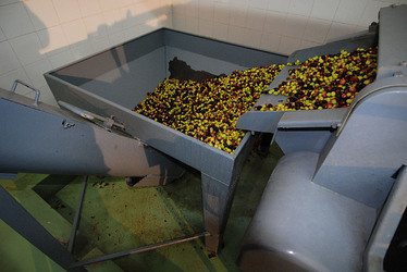 TIPICO FRANTOIO fotografie di Giulio Azzarello ©2014. TIPICO FRANTOIO fotografie di Giulio Azzarello ©2014.