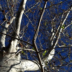 ALBERI. Fotografie di Giulio Azzarello &copy;2024.
