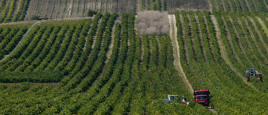 VIGNETO tipico siciliano a Salemi panoramiche e particolari. Fotografie di Giulio Azzarello &copy;2014.