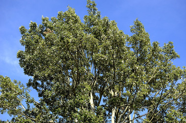 GIARDINI della BIENNALE a Venezia. Foto di Giulio Azzarello &copy;2015 2016.