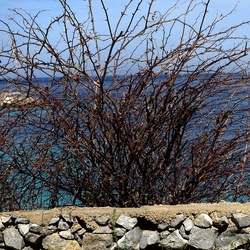 PIANTE. Fotografie di Giulio Azzarello ©2022. PIANTE. Fotografie di Giulio Azzarello ©2022.